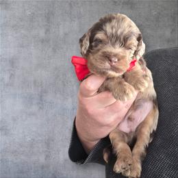 Blizzard - Merle male Cockapoo puppy in Delphos, Ohio from Route 66 Poodles & Doodles, Sapphire Shih-tzu's of Ohio