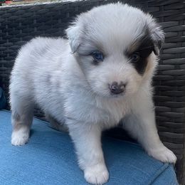 Gretta - Blue merle female Australian Shepherd puppy in Martha’s Vineyard, Massachusetts from Cranberry Hill Aussies