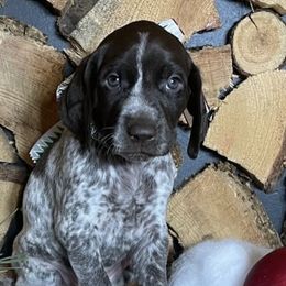 German Shorthaired Pointers from Twisted Pines Ranch