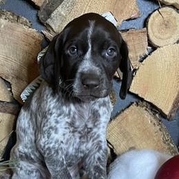 German Shorthaired Pointers from Twisted Pines Ranch