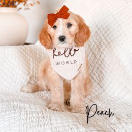Peach - Apricot female Goldendoodle puppy in Cold Spring, Minnesota from A.N.A. Doodles