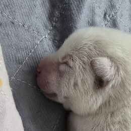 AKC Olaf - Cream male Shiba Inu puppy in Jensen Beach, Florida from ScrapiShibas