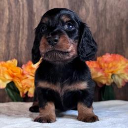 Lorax - Black and tan male Dachshund puppy in Dothan, Alabama from Little House Pups