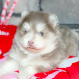 Mistletoe-plush Lavendar - Lavender male Pomsky puppy in Bremen, Indiana from AMS Pomeranians and Pomskies in Indiana