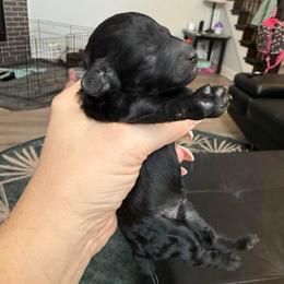 Boy 2 - Black male Poodle puppy in Lees Summit, Missouri from Divine K9s LLC