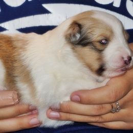 Diamond-CHW sable merle - Sable merle and white female Shetland Sheepdog puppy in Frazeysburg, Ohio from Mountain High Kennels
