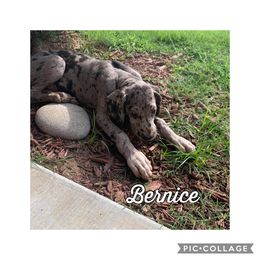 Great Dane and Miniature Schnauzer Puppies from River Valley Great Danes
