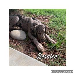 Great Dane and Miniature Schnauzer Puppies from River Valley Great Danes