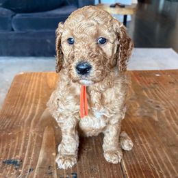 Orange1 - Apricot female Goldendoodle puppy in Buda, Texas from The Doods Spot *located in Buda, tx.*