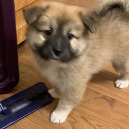 Icelandic Sheepdog Puppies from Hrafnkell Icelandics