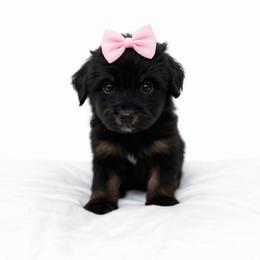 Yellow collar - Black tri-color female Aussiedoodle puppy in Fairmount, Georgia from Muscadine Meadows Farm