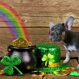 French Bulldog and Rottweiler Puppies from Rott'N'Frenchies