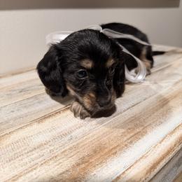 GLO - Black and tan female Dachshund puppy in Ville Platte, Louisiana from Cajun Pawfection