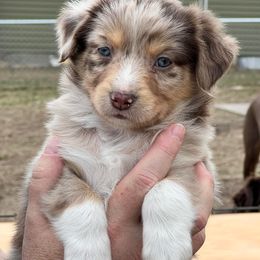 Miniature Australian Shepherd Puppies from Finnigan Farms Aussies