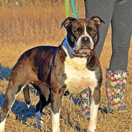 Viper - Alapaha Blue Blood Bulldog