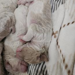Blossom (red) - Parti female Poodle puppy in Snowflake, Arizona from TaylorMade Standard Poodles