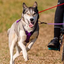 Yona - Siberian Husky