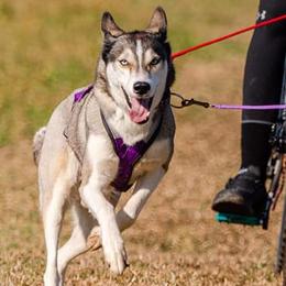 Yona - Siberian Husky