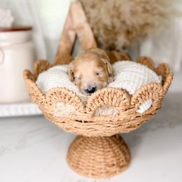 Rebel - Apricot male Goldendoodle puppy in Ooltewah, Tennessee from Allison Family Doodles