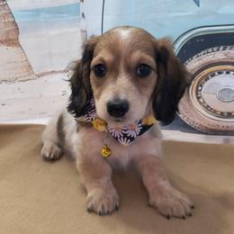 Dairy - Piebald female Dachshund puppy in Grove, Oklahoma from Dachs on the lake