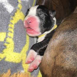 Girl 1 - female Boxer puppy in Fall River, Massachusetts from DaCosta’s Boxers