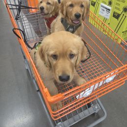 Golden Retriever Puppies from City Goldens