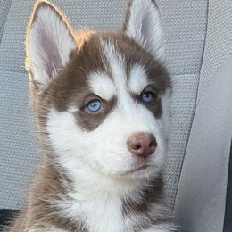 Pomskies and Siberian Huskies from Blue Mini Wolfz Kennel