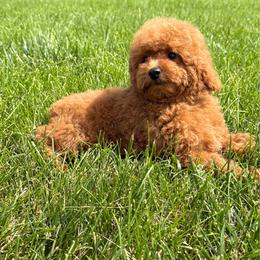 Blue - Red  male Poodle puppy in Elkhorn, Nebraska from Orel Toy & Miniature Poodles