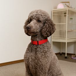 Louie - Poodle