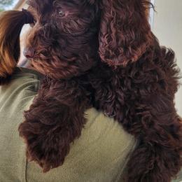 Boy 1 - male Australian Labradoodle puppy in Ocala, Florida from Vinton Valley Australian Labradoodles