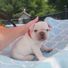 French Bulldog Puppies from Frenchie D'lite