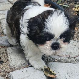 Boy 1 - Black and white male Shih Tzu puppy in Little Falls, Minnesota from Tough Shih