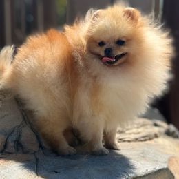 Princeton - Pomeranian