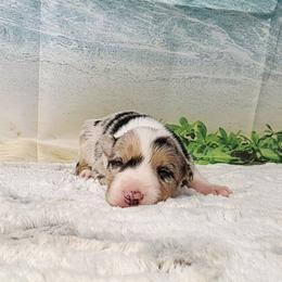 Bali - White and blue merle male Border Collie puppy in Avilla, Indiana from Borderline Kennels