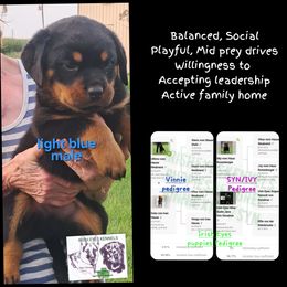 Boy 1 - Black and mahogany male Rottweiler puppy in De Witt, Iowa from Irish Eyes Kennels