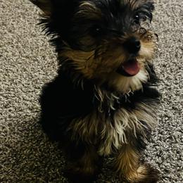 Yorkshire Terrier puppies from Bella’s Yorkies