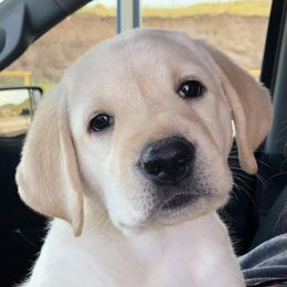 Labrador Retrievers from Wind River Labrador’s