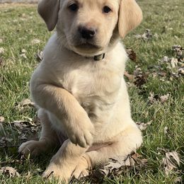 Boy 1 - Labrador Retriever puppy in Rootstown, Ohio from Blue Bandana Retrievers