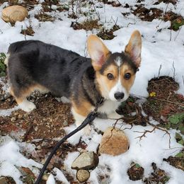 Labrador Retriever and Pembroke Welsh Corgi Puppies from Two Roses Ranch