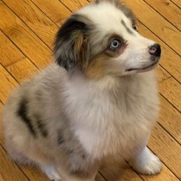 Miniature Australian Shepherds, Siberian Huskies, and Toy Australian Shepherds from Tails & Belles Dog Breeding