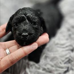 Black Phantom Boy, Djoser - Phantom male Poodle puppy in Coolidge, Arizona from Effervescent-Pooches