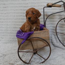 Goldendoodle Puppies from Maryland Doodles