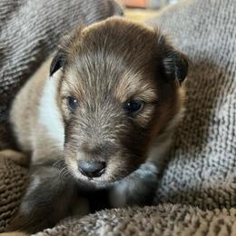 Tinker Bell - Sable and white female Shetland Sheepdog puppy in Kerville, Texas from Cedar Hill Kennels