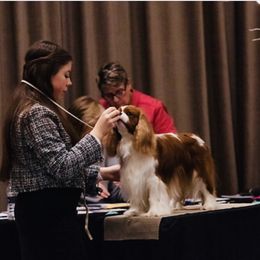 Cavalier King Charles Spaniel All Grown Up from KINGDOMRUN Cavaliers