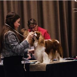 Cavalier King Charles Spaniel All Grown Up from KINGDOMRUN Cavaliers