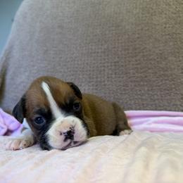 Girl 1 - Fawn female Boxer puppy in Prestonsburg, Kentucky from Bre’s Boxers