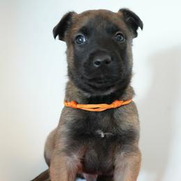 Tyrion - Fawn male Belgian Malinois puppy in Baltimore, Maryland from Abenteurer German Shepherds & Belgian Malinois