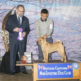 Chinese Shar-Pei All Grown Up from Setareh Chinese Shar Pei