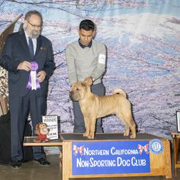 Chinese Shar-Pei All Grown Up from Setareh Chinese Shar Pei