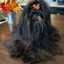 Bonsai - Shih Tzu